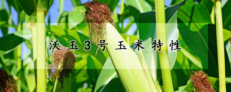 沃玉3號(hào)玉米特性