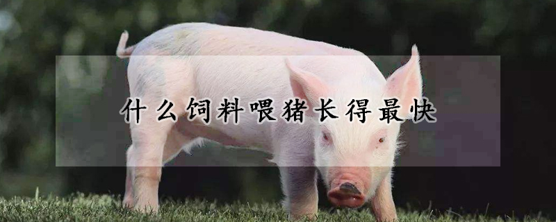 什么飼料喂豬長得最快