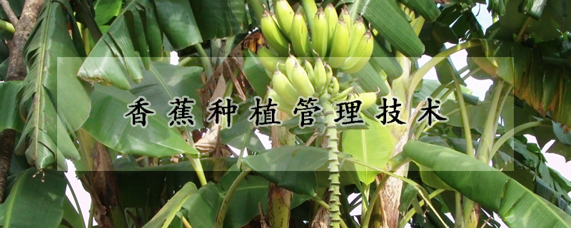 香蕉種植管理技術