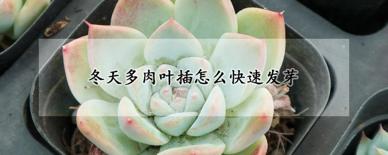 冬天多肉葉插怎么快速發(fā)芽