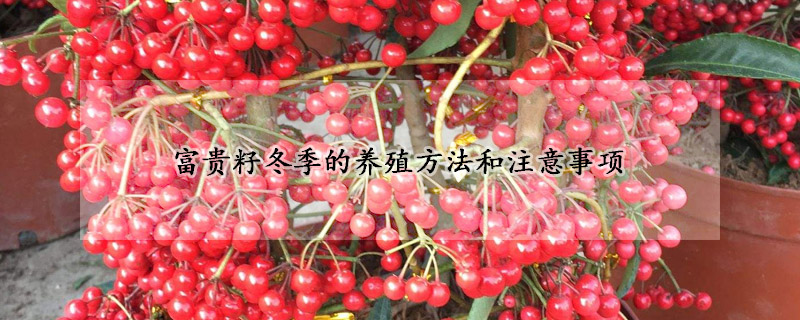 富貴籽冬季的養(yǎng)殖方法和注意事項(xiàng)