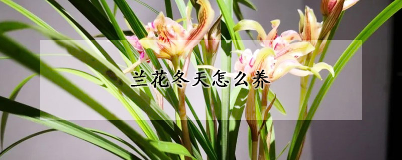 蘭花冬天怎么養(yǎng)