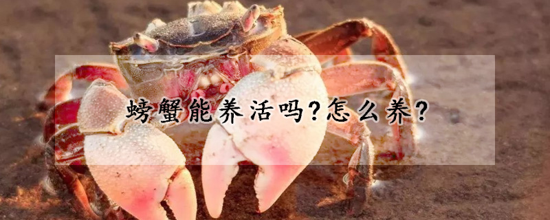 螃蟹能養(yǎng)活嗎?怎么養(yǎng)?