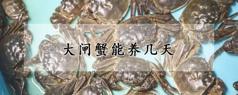 大閘蟹能養(yǎng)幾天