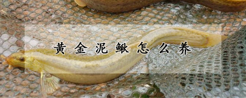 黃金泥鰍怎么養