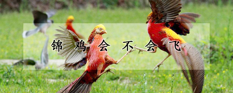 錦雞會(huì)不會(huì)飛