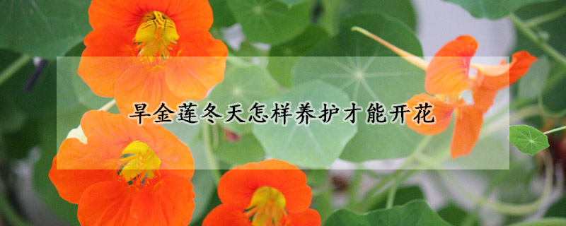 旱金蓮冬天怎樣養(yǎng)護(hù)才能開花