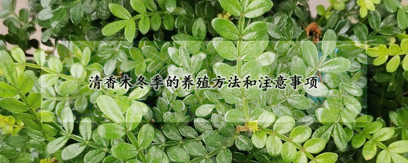 清香木冬季的養(yǎng)殖方法和注意事項(xiàng)