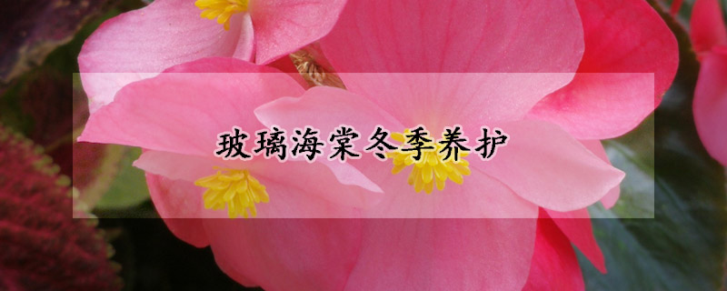 玻璃海棠冬季養(yǎng)護(hù)