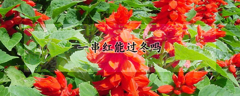 一串紅能過冬嗎