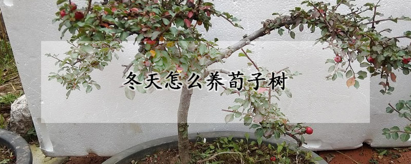 冬天怎么養荀子樹