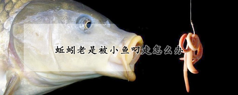 蚯蚓老是被小魚叼走怎么辦