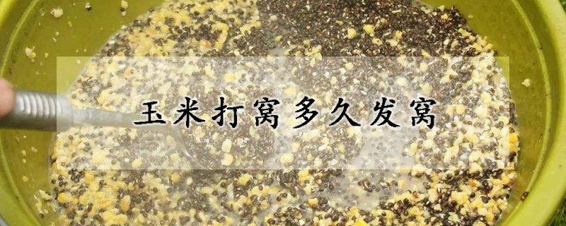 玉米打窩多久發(fā)窩