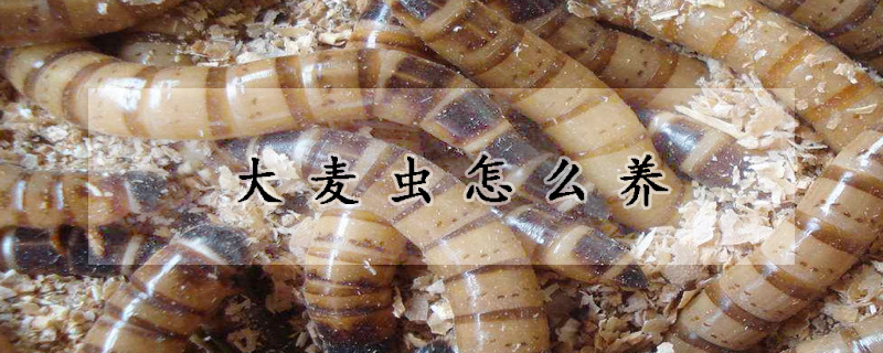 大麥蟲(chóng)怎么養(yǎng)