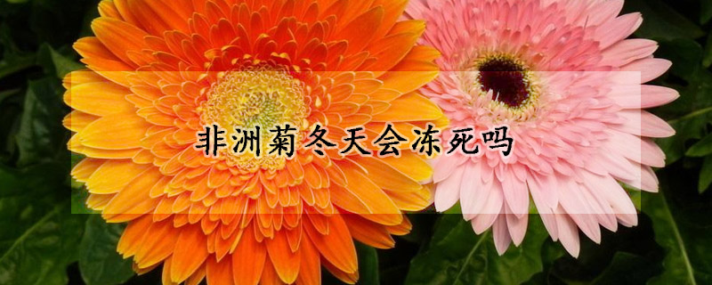 非洲菊冬天會凍死嗎