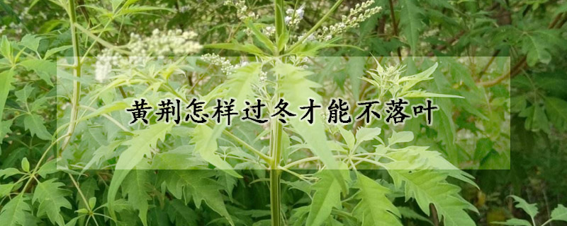 黃荊怎樣過冬才能不落葉