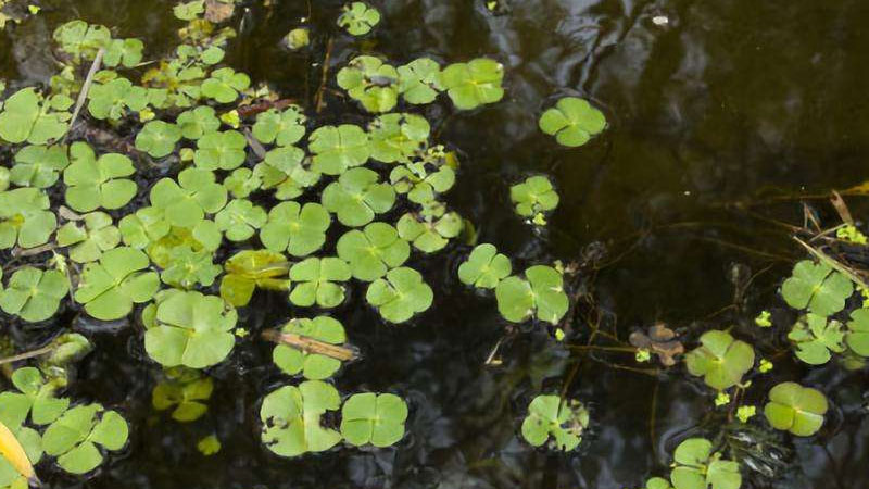 蝦塘藍藻最佳處理方法