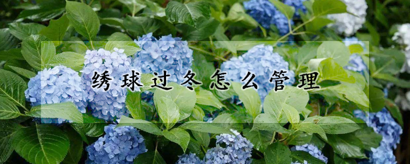 繡球過冬怎么管理