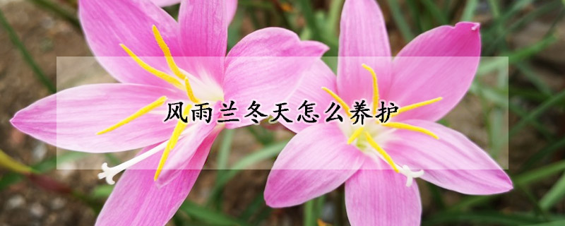 風(fēng)雨蘭冬天怎么養(yǎng)護(hù)