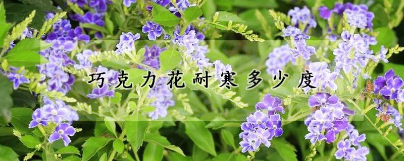 巧克力花耐寒多少度