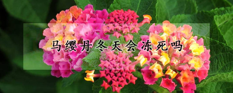 馬纓丹冬天會(huì)凍死嗎