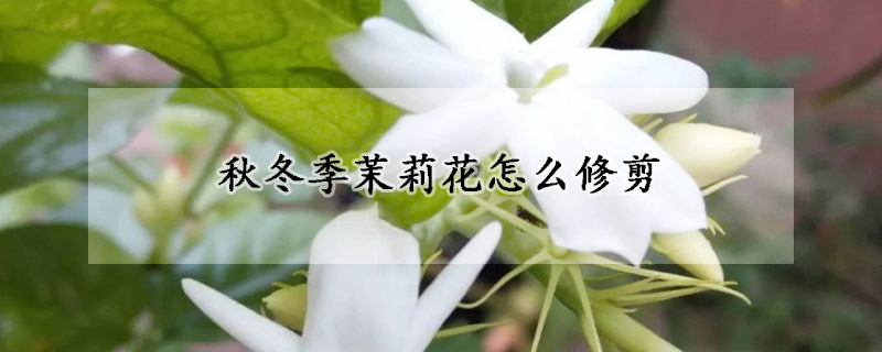 秋冬季茉莉花怎么修剪