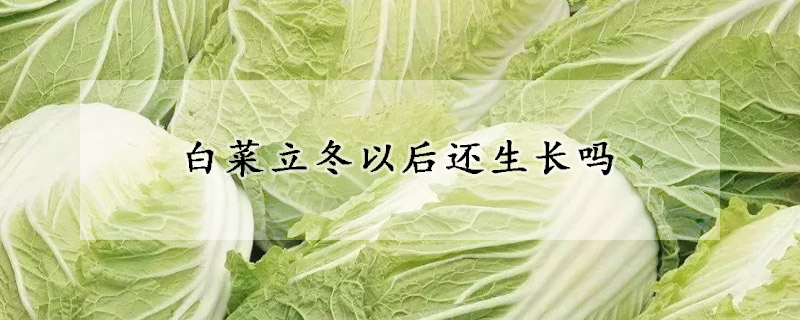 白菜立冬以后還生長(zhǎng)嗎