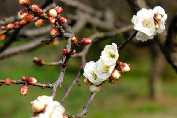 春節擺放的花 春節家里擺什么花喜慶