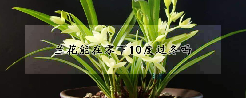 蘭花能在零下10度過冬嗎