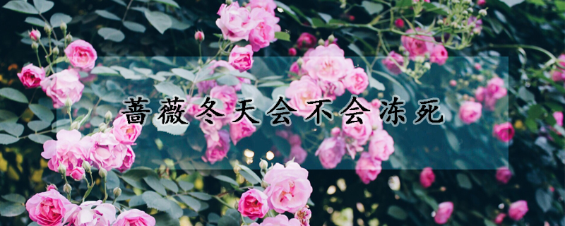 薔薇冬天會(huì)不會(huì)凍死