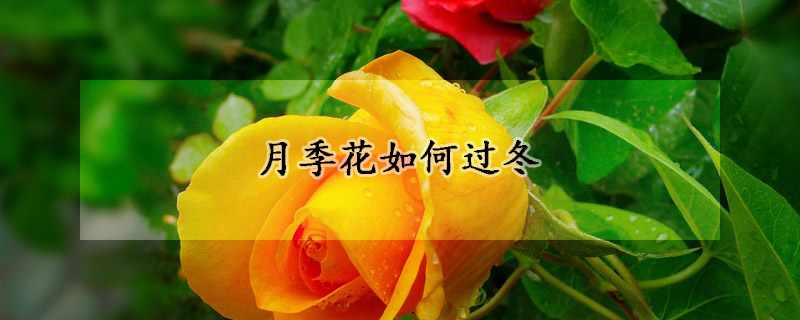 月季花如何過冬