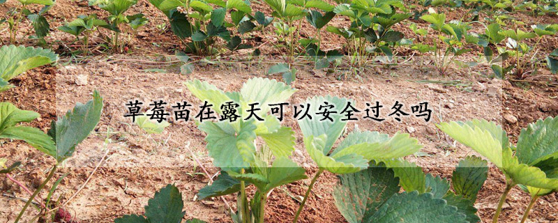 草莓苗在露天可以安全過冬嗎