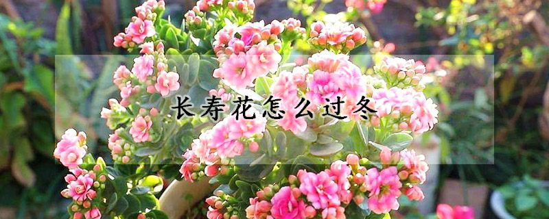 長壽花怎么過冬