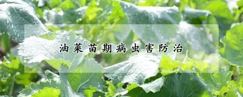 油菜苗期病蟲害防治