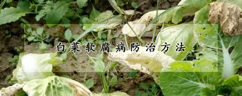 白菜軟腐病防治方法