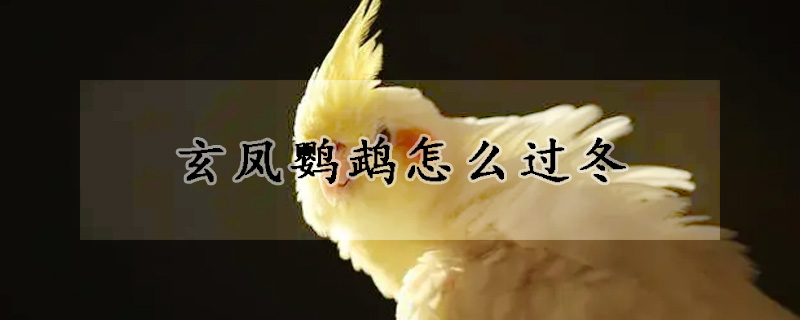 玄鳳鸚鵡怎么過冬