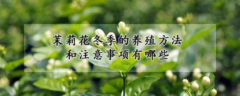 茉莉花冬季的養(yǎng)殖方法和注意事項(xiàng)有哪些