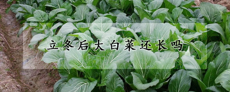 立冬后大白菜還長嗎