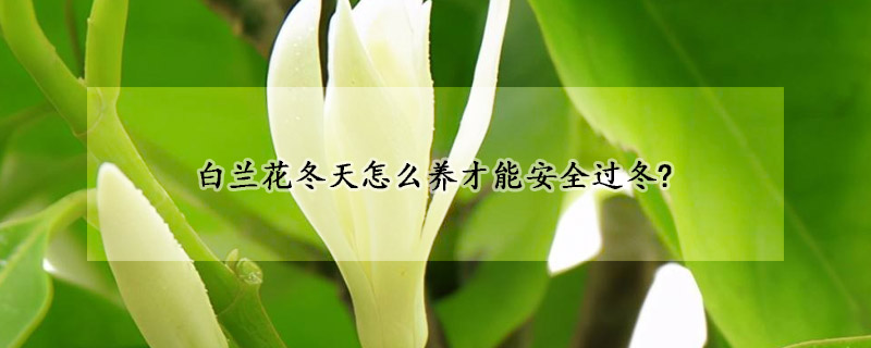 白蘭花冬天怎么養(yǎng)才能安全過(guò)冬?