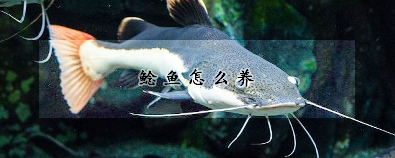 鯰魚怎么養