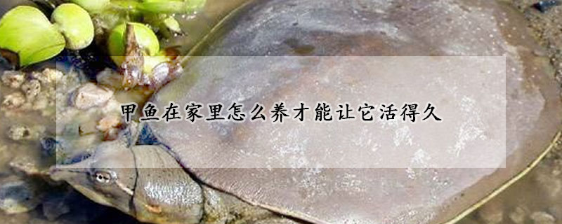 甲魚在家里怎么養才能讓它活得久