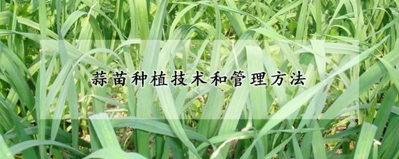 蒜苗種植技術(shù)和管理方法