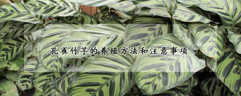 孔雀竹芋的養(yǎng)殖方法和注意事項(xiàng)