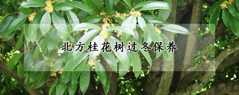 北方桂花樹過冬保養(yǎng)