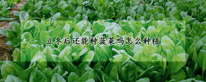 立冬后還能種菠菜嗎怎么種植