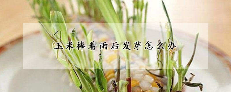 玉米棒著雨后發(fā)芽怎么辦