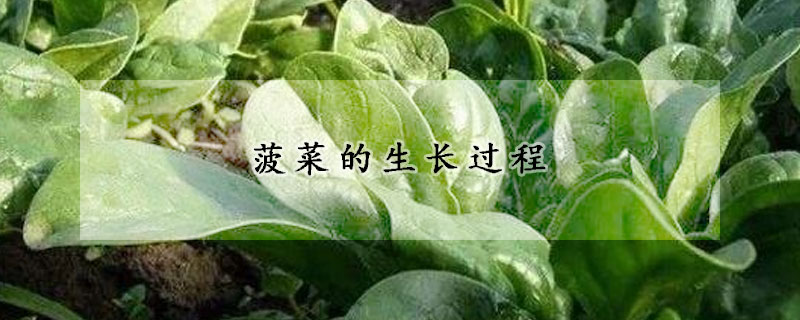 菠菜的生長過程