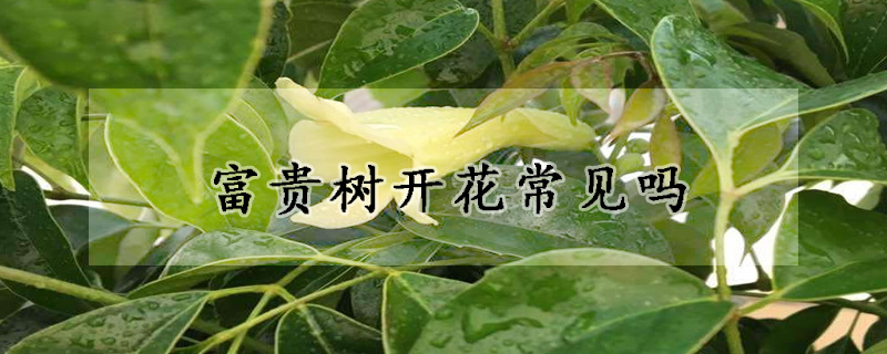 富貴樹開花常見嗎