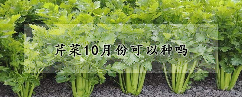 芹菜10月份可以種嗎