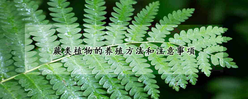 蕨類植物的養(yǎng)殖方法和注意事項(xiàng)